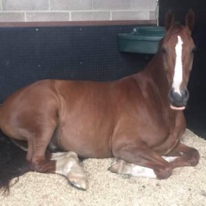 Aubiose Hemp Bedding