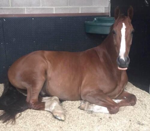 Aubiose Hemp Horse Bedding Stall