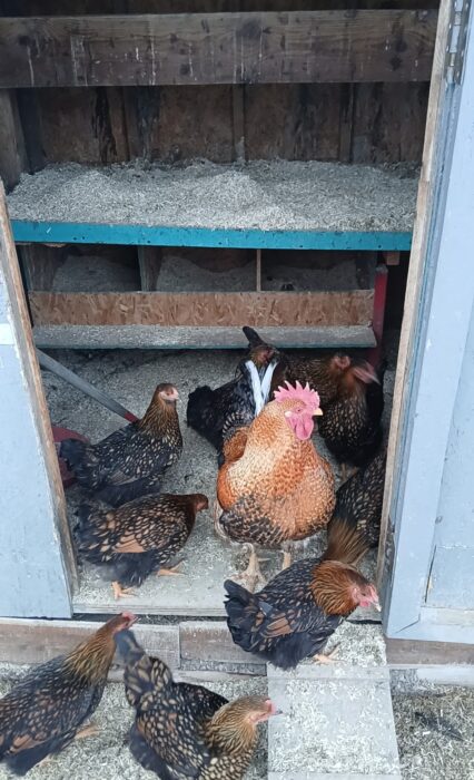 Hemp bedding for chickens